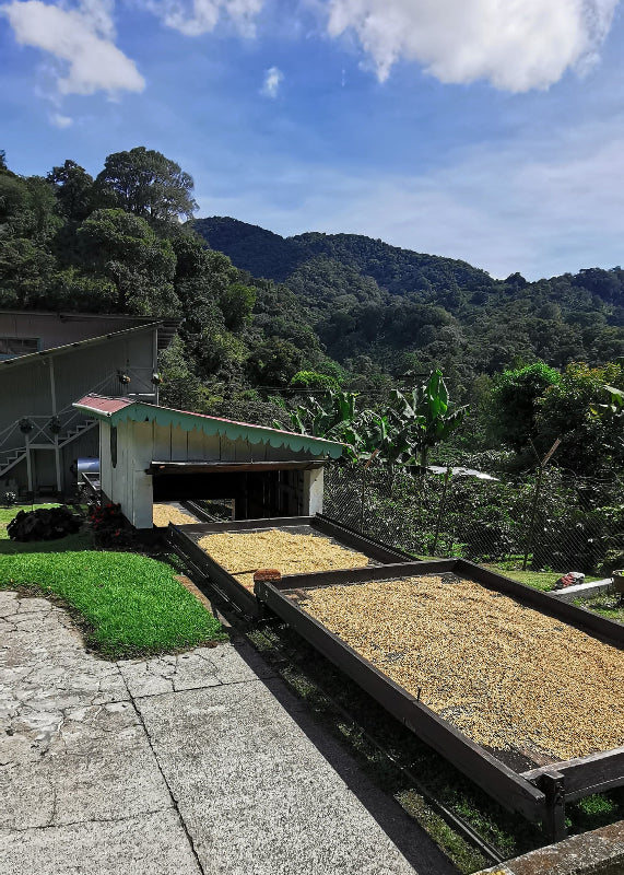 Panama Gesha