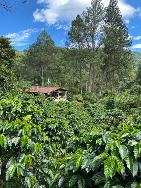 Panama Gesha