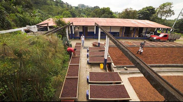 Colombia Gesha