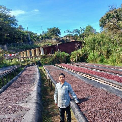 Pacamara