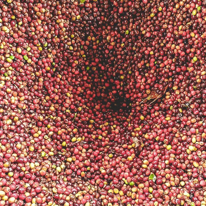 Cherry Bomb (coming soon)