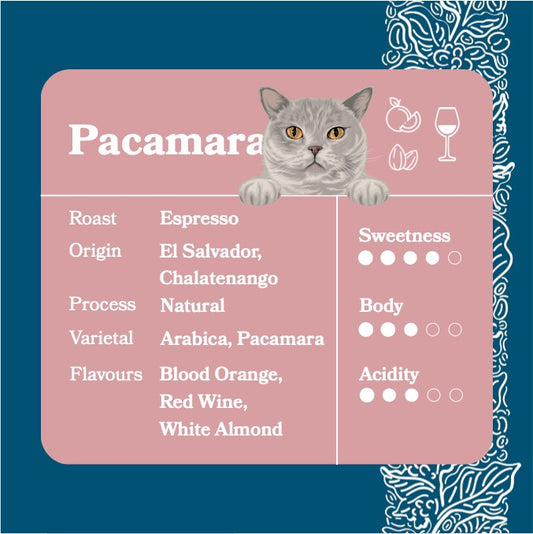 Pacamara
