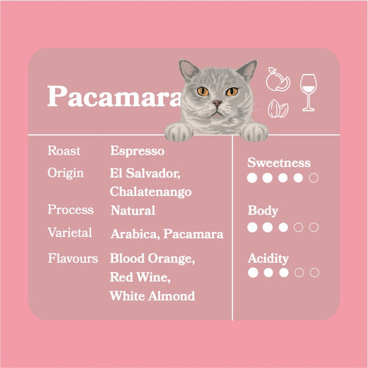 Pacamara